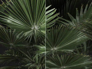 fan palm in the basket 3D Model