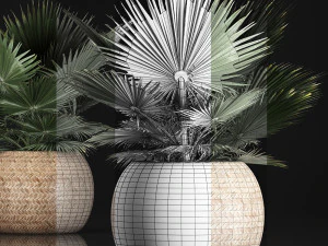 fan palm in the basket 3D Model