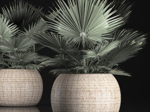 fan palm in the basket Modelo 3D