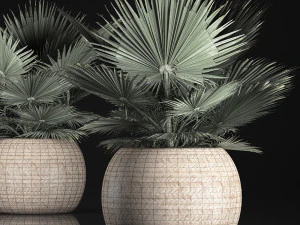 fan palm in the basket 3D Model