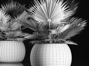 fan palm in the basket Modelo 3D