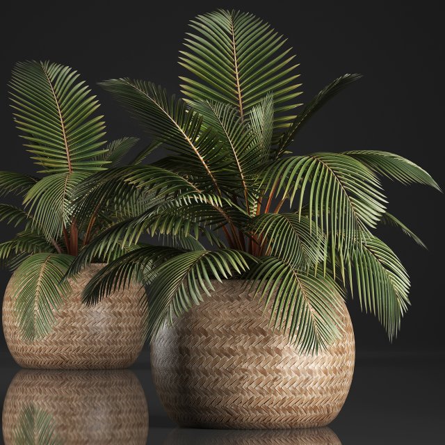decorative palm tree in the basket 3D मॉडल .c4d .max .obj .3ds .fbx .stl .blend 