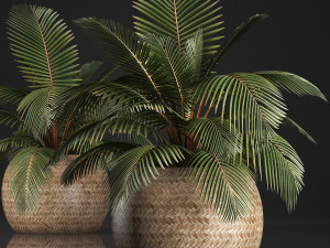 decorative palm tree in the basket Modello 3D