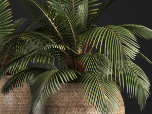 decorative palm tree in the basket 3D मॉडल