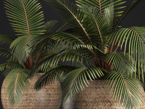 decorative palm tree in the basket 3D मॉडल