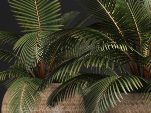 decorative palm tree in the basket 3D मॉडल