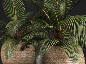 decorative palm tree in the basket 3D मॉडल