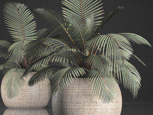 decorative palm tree in the basket 3D मॉडल