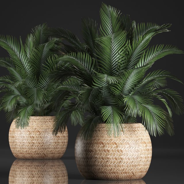 decorative palm tree in a pot 3D Model .c4d .max .obj .3ds .fbx .stl .blend 