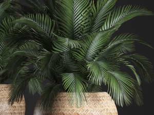 decorative palm tree in a pot 3D Model