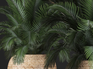 decorative palm tree in a pot 3D Model