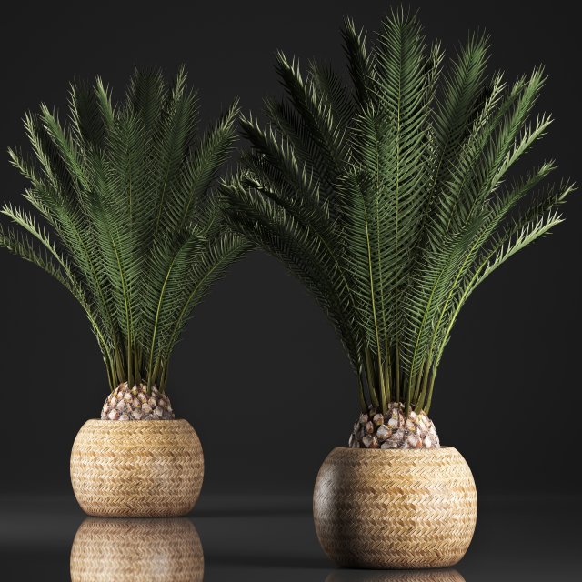 decorative palm tree in a pot date palm Model 3D .c4d .max .obj .3ds .fbx .stl .blend 