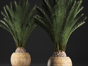 decorative palm tree in a pot date palm Model 3D