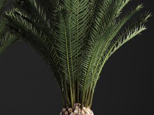 decorative palm tree in a pot date palm Model 3D