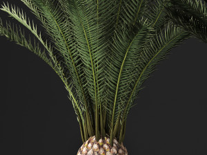 decorative palm tree in a pot date palm Model 3D