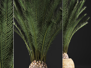 decorative palm tree in a pot date palm Model 3D