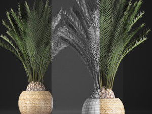 decorative palm tree in a pot date palm Model 3D
