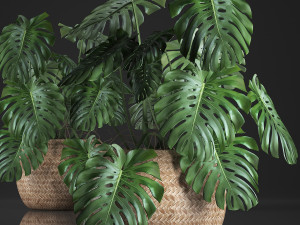 decorative monstera in a pot 3D Model