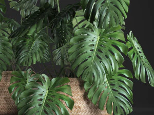 decorative monstera in a pot 3D Model