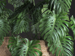 decorative monstera in a pot 3D 모델