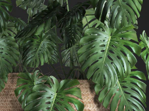 decorative monstera in a pot 3D Model