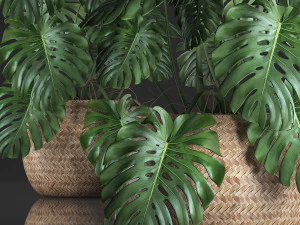 decorative monstera in a pot 3D Model