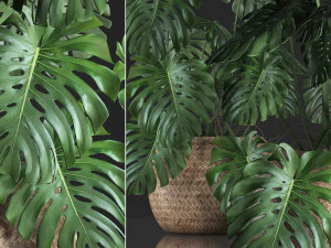 decorative monstera in a pot 3D Model