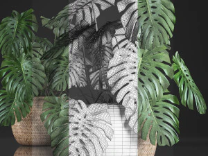 decorative monstera in a pot 3D Model
