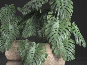 decorative monstera in a pot 3D Model