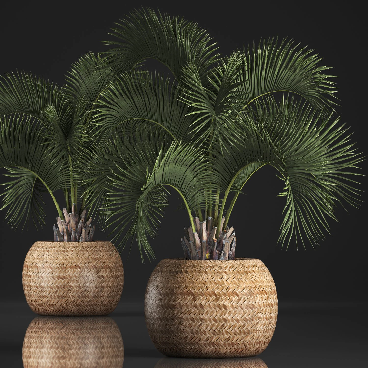 decorative palm tree in a pot 5 3D Model .c4d .max .obj .3ds .fbx .stl .blend 