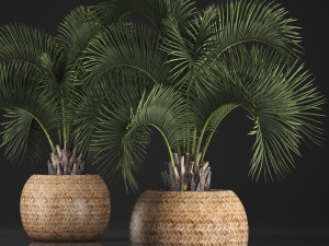 decorative palm tree in a pot 5 3D Model