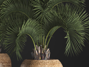 decorative palm tree in a pot 5 3Dモデル