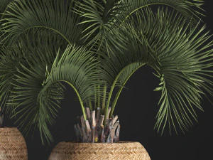 decorative palm tree in a pot 5 3D Model