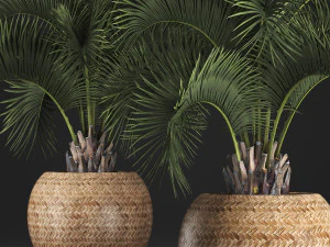 decorative palm tree in a pot 5 3D Model
