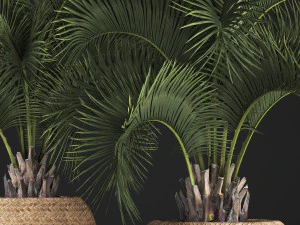 decorative palm tree in a pot 5 3D Model