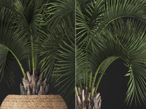 decorative palm tree in a pot 5 3D Model