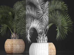 decorative palm tree in a pot 5 3Dモデル