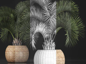 decorative palm tree in a pot 5 3D Model