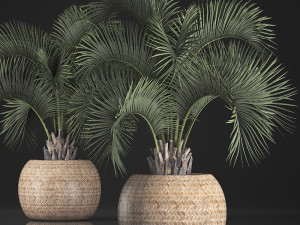 decorative palm tree in a pot 5 3Dモデル