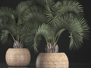 decorative palm tree in a pot 5 3D Model