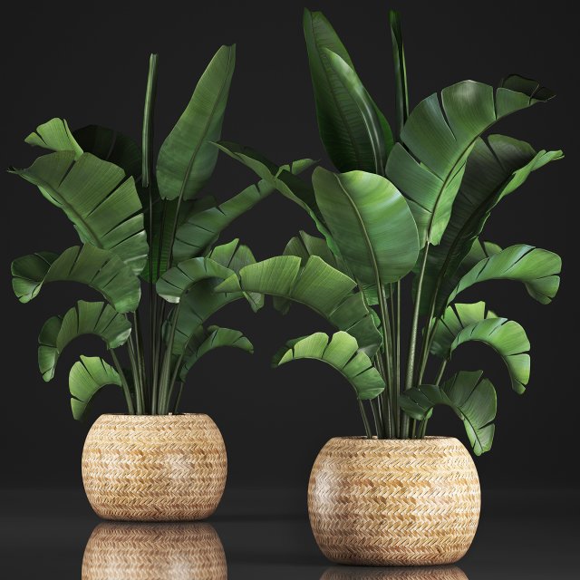 banana palm in a pot 2 Modelo 3D .c4d .max .obj .3ds .fbx .stl .blend 