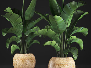 banana palm in a pot 2 3D Model