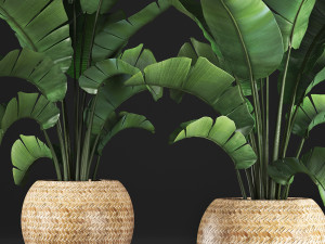 banana palm in a pot 2 Modelo 3D