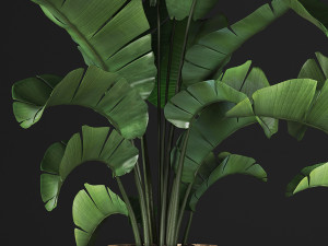banana palm in a pot 2 Modelo 3D