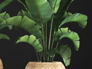 banana palm in a pot 2 Modelo 3D