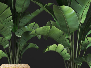 banana palm in a pot 2 Modelo 3D