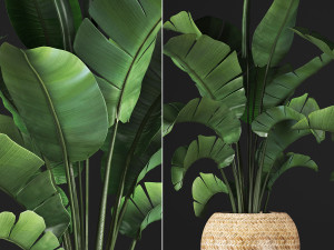 banana palm in a pot 2 Modelo 3D