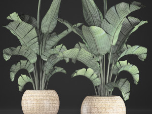 banana palm in a pot 2 Modelo 3D