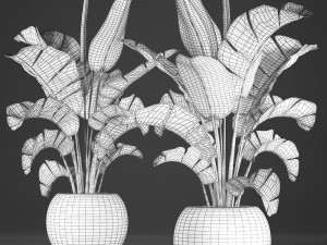 banana palm in a pot 2 Modelo 3D