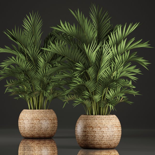 decorative palms howea 2 Model 3D .c4d .max .obj .3ds .fbx .stl .blend 